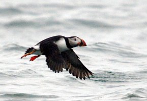 Puffin, Atlantic, 2006-07020899b Cutler and Machias Seal Island, ME